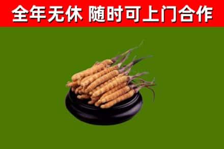 兖州烟酒回收冬虫夏草.jpg